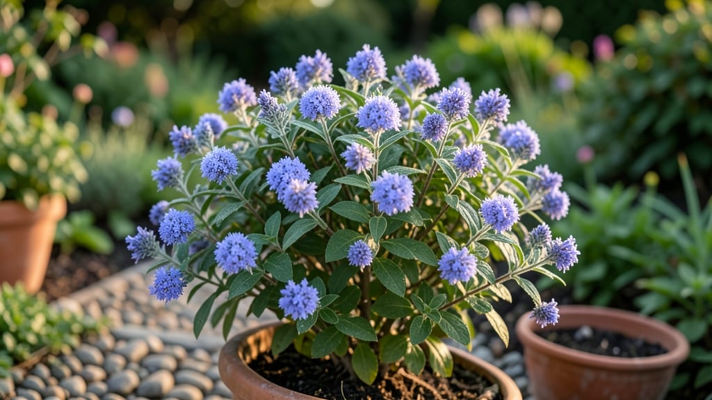 Blue Beard: Compact Blue Flowering Powerhouse
